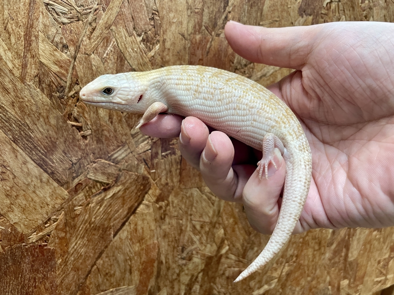 爬虫類ショップ サウリア守口店｜キタアオジタトカゲ（スーパー
