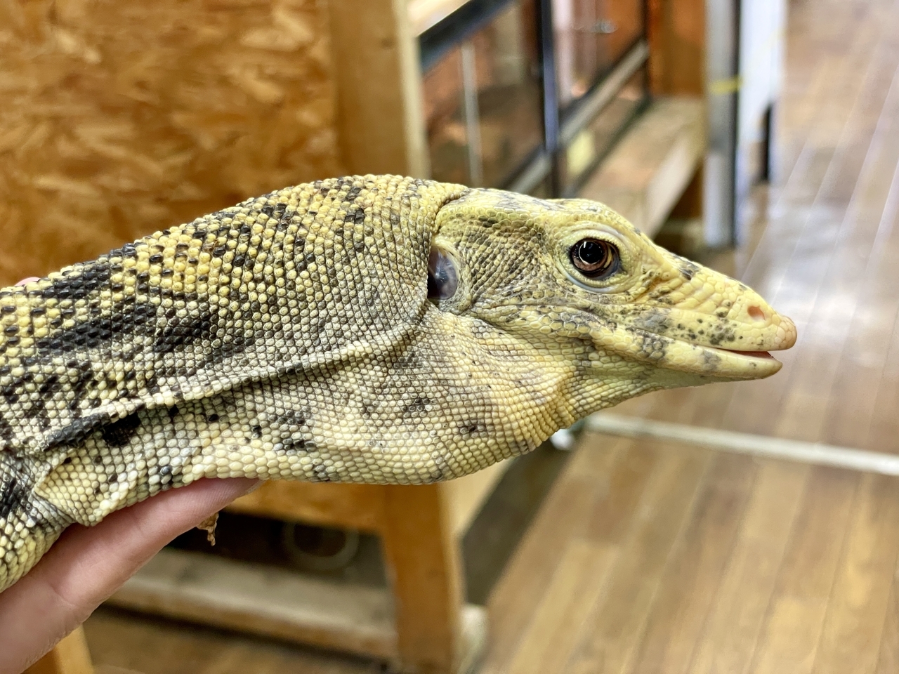 サルファモニター（ハイイエロー）(4)
