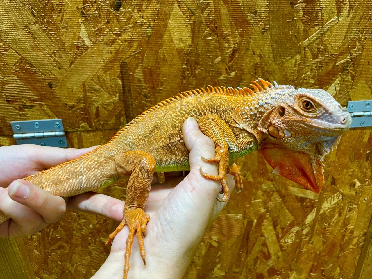 グリーンイグアナ（サンセットアルビノ）(2)