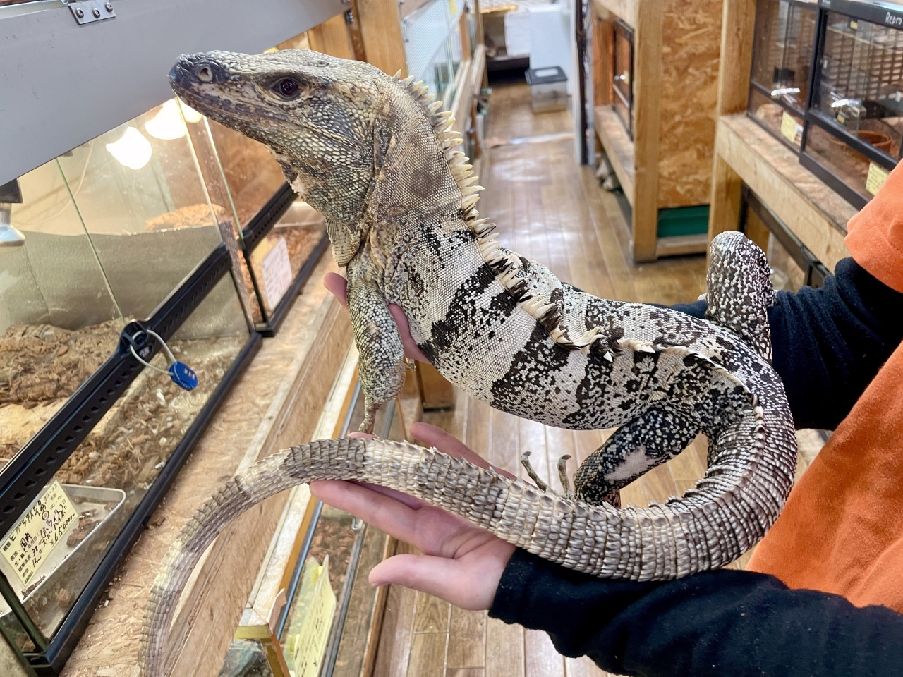 ツナギトゲオイグアナ(1)