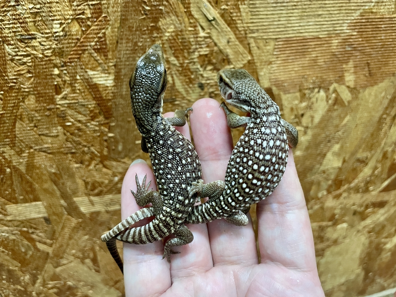 サバンナモニター(3)