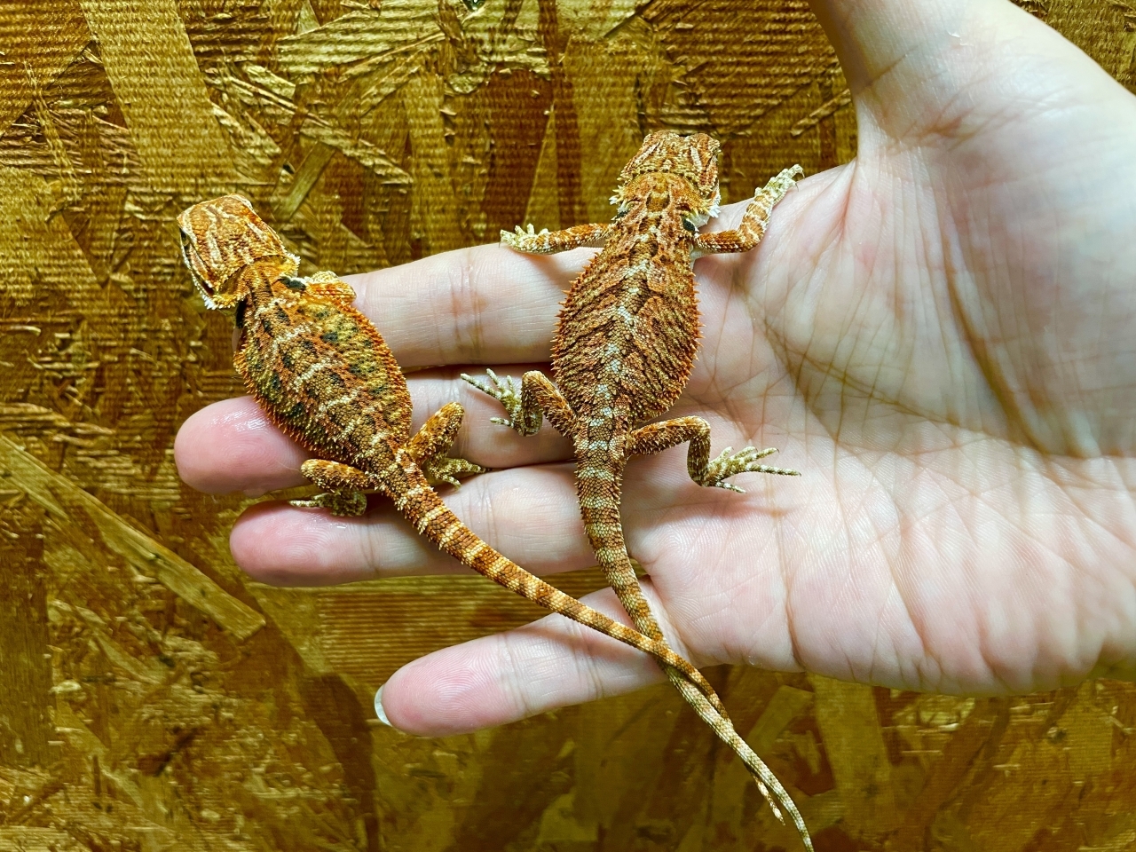 フトアゴヒゲトカゲ（スーパーレッド）(3)