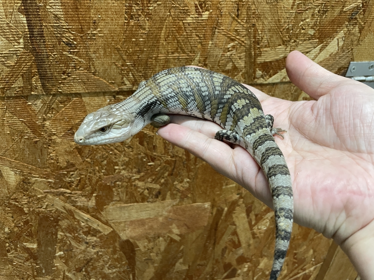 ヒガシアオジタトカゲ(2)