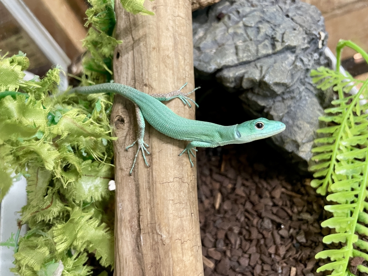 ミドリガストロカナヘビ(2)