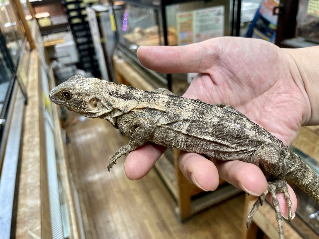 爬虫類ショップ サウリア守口店｜バナナスパイニーテール