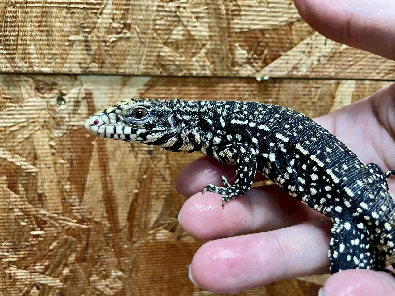 アルゼンチンブラックアンドホワイトテグー(2)