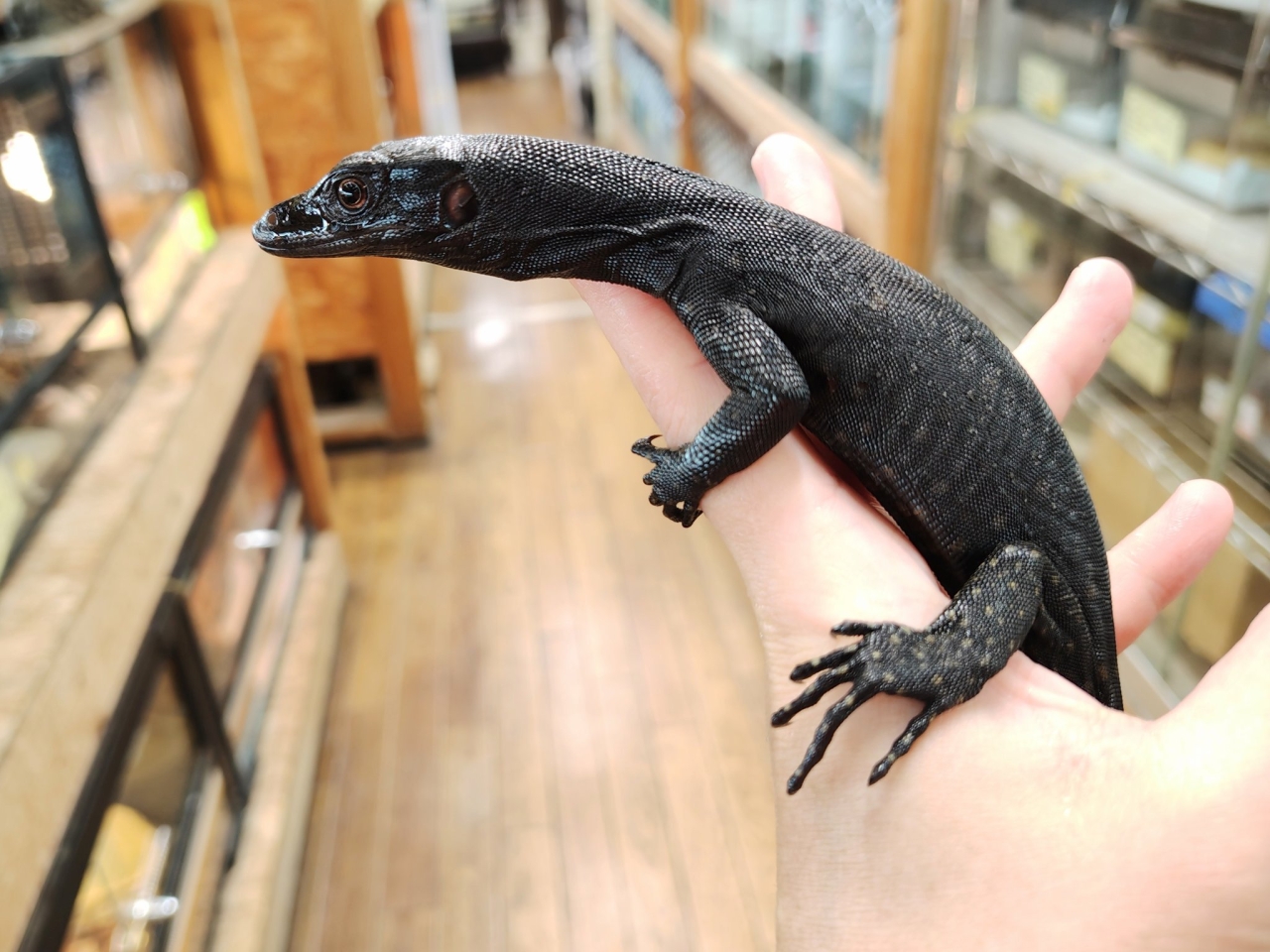 サルバトールモニター（メラニスティック）(3)