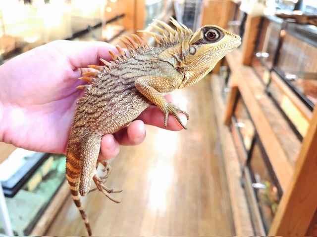 ナタリアクシトカゲ