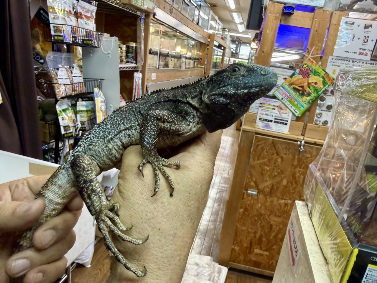 ブルーペクティナータ(4)