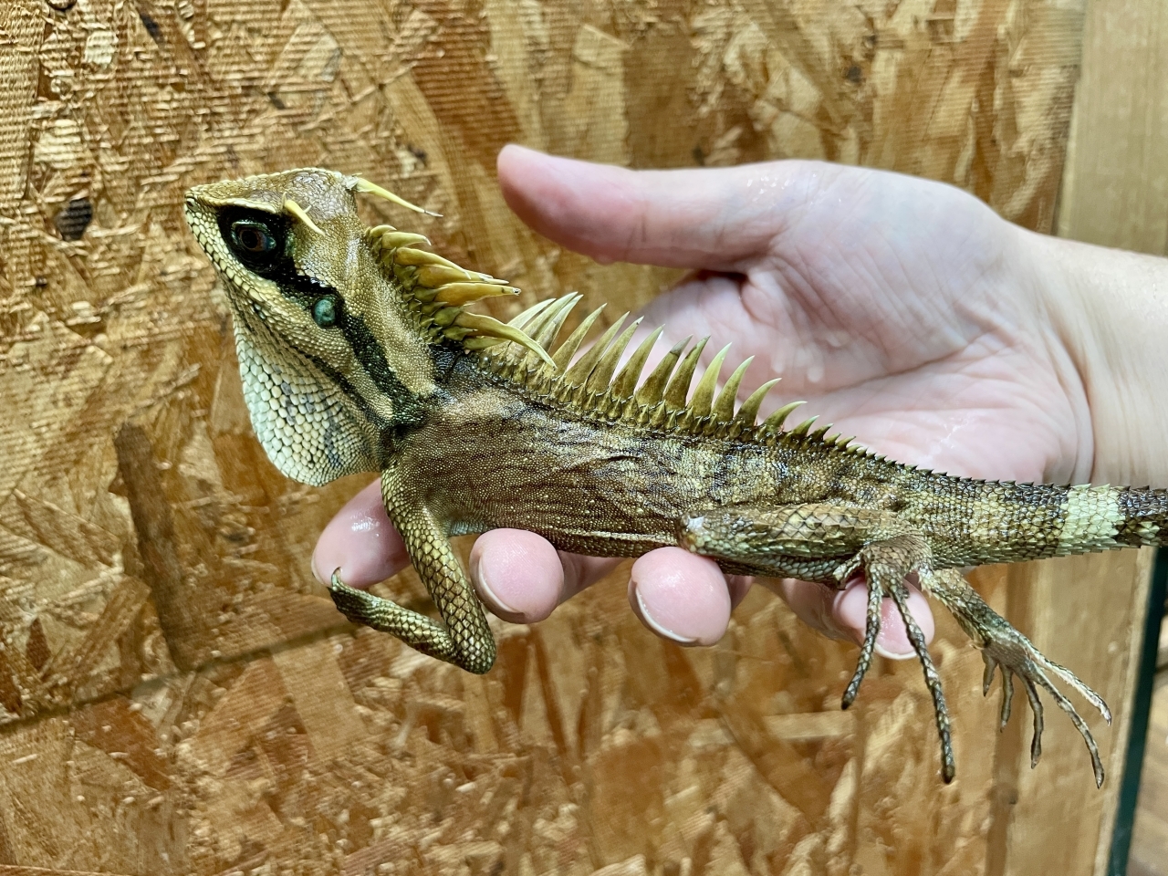 ナタリアクシトカゲ(2)