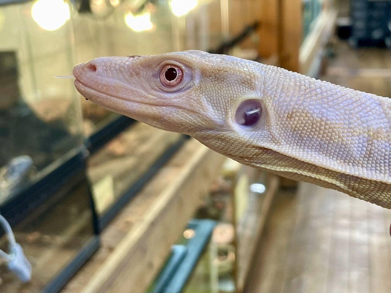 サルバトールモニター（T-アルビノ）(5)