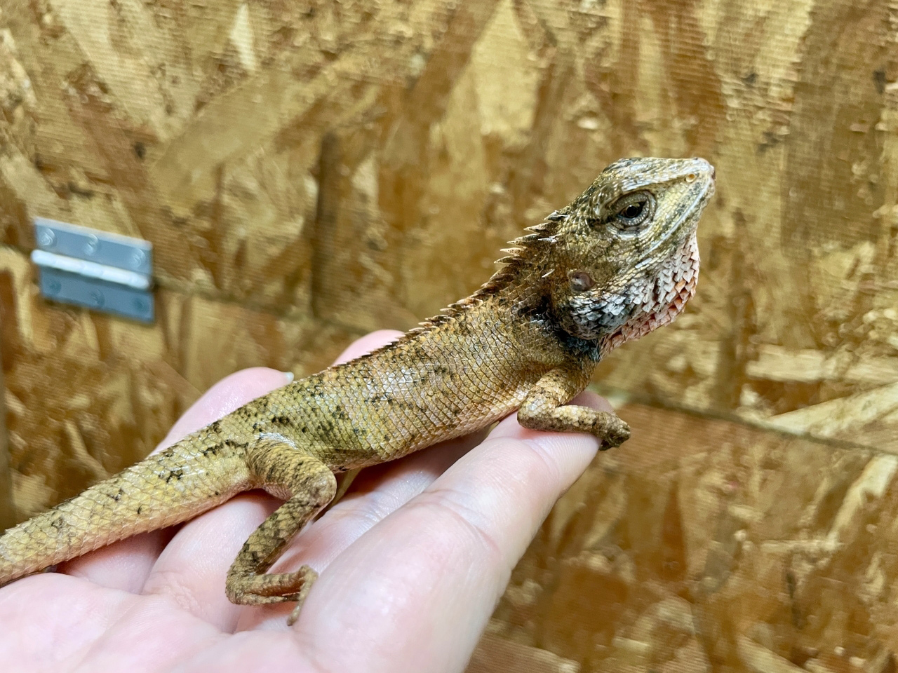 イロカエカロテス(3)