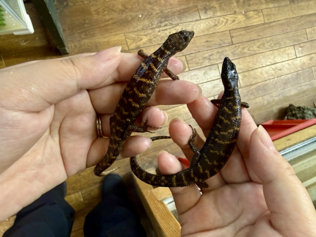 マーフィーウォータースキンク(1)