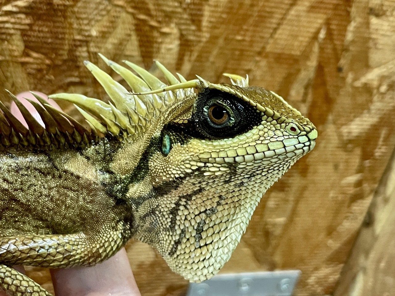 ナタリアクシトカゲ(3)