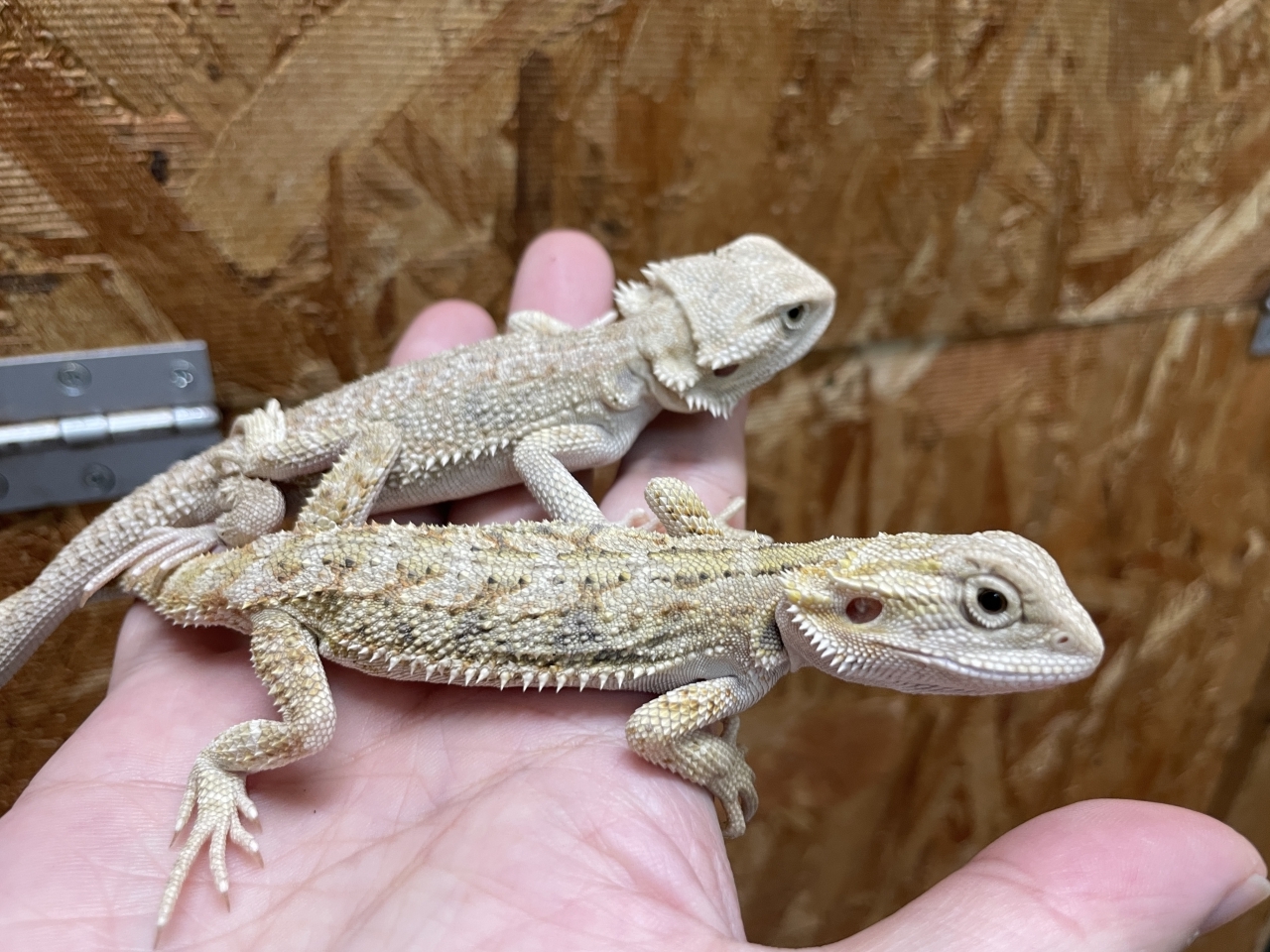 フトアゴヒゲトカゲ（シトラスイエロー）(2)