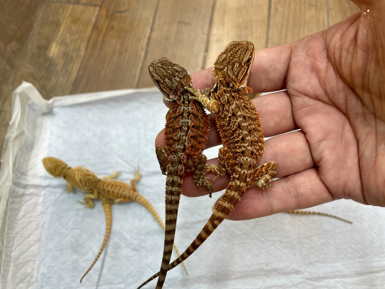 フトアゴヒゲトカゲ（レッド）（イエロー）（レッドトランス）(4)