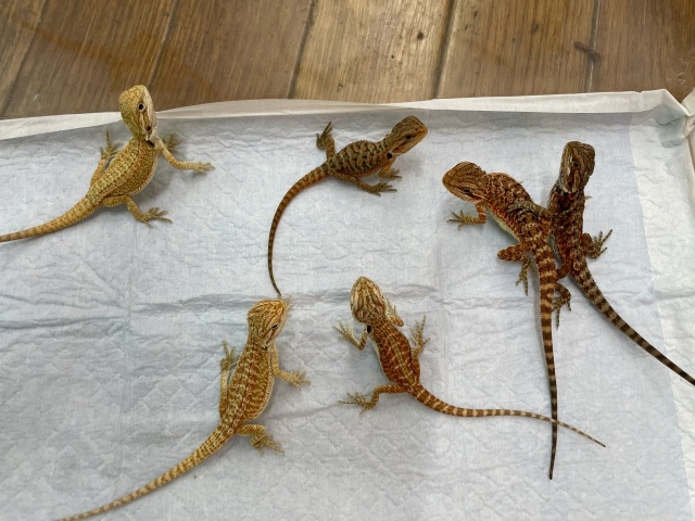 フトアゴヒゲトカゲ（レッド）（イエロー）（レッドトランス）