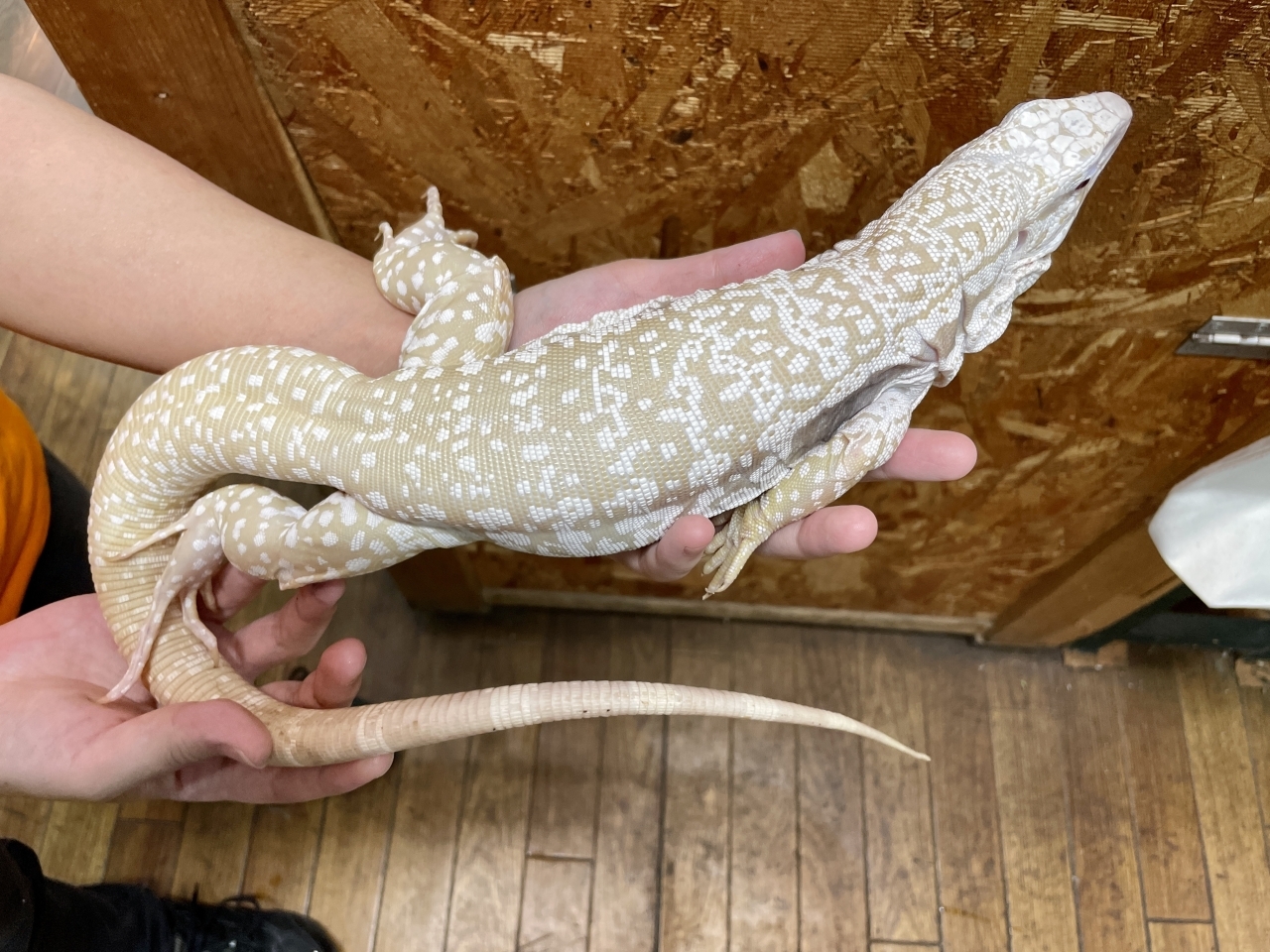 アルビノブルーテグー(2)