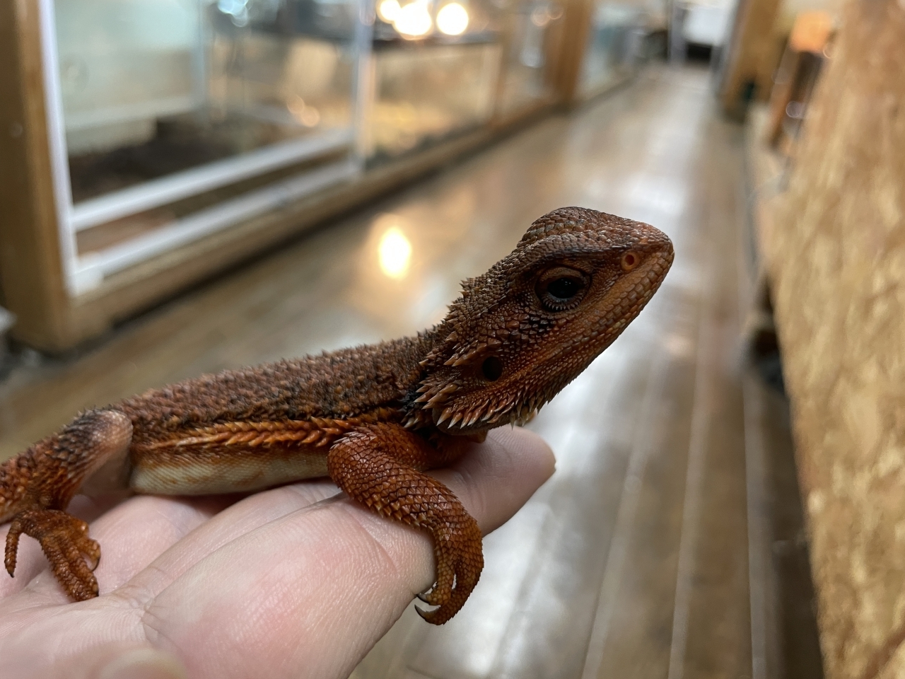 フトアゴヒゲトカゲ（ダークレッドトランスAAA）(4)