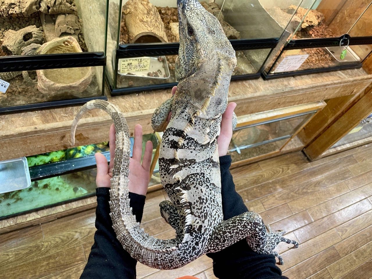 ツナギトゲオイグアナ(5)