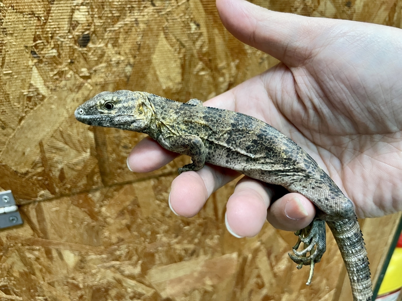 バナナスパイニーテールイグアナ（ケリーライン）(3)
