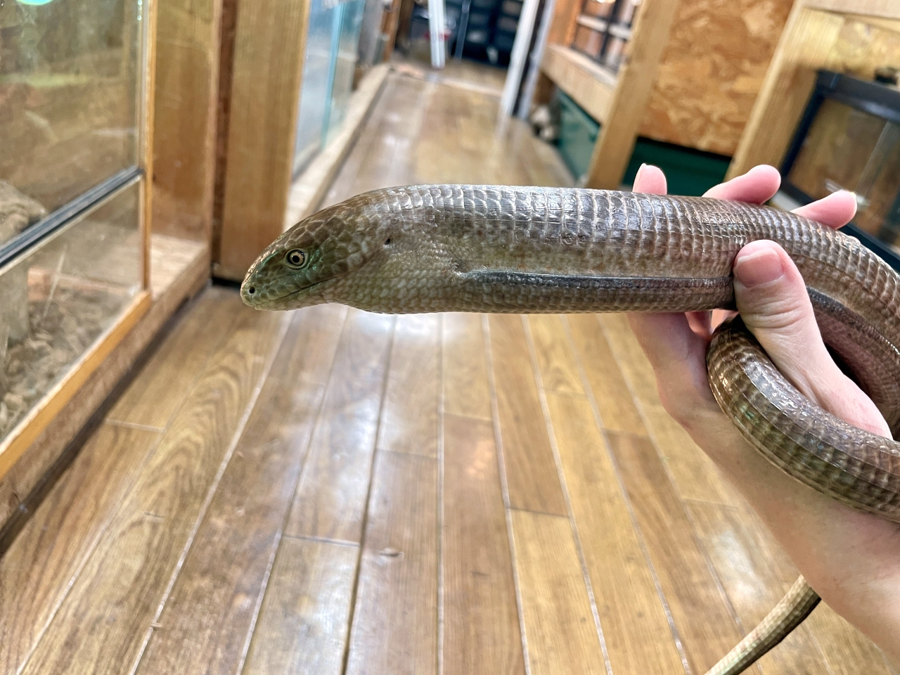 レバントアシナシトカゲ(1)