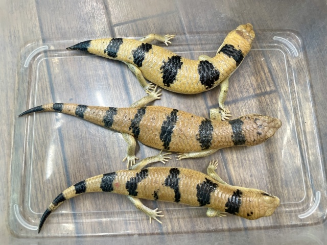 ピーターズバンデッドスキンク