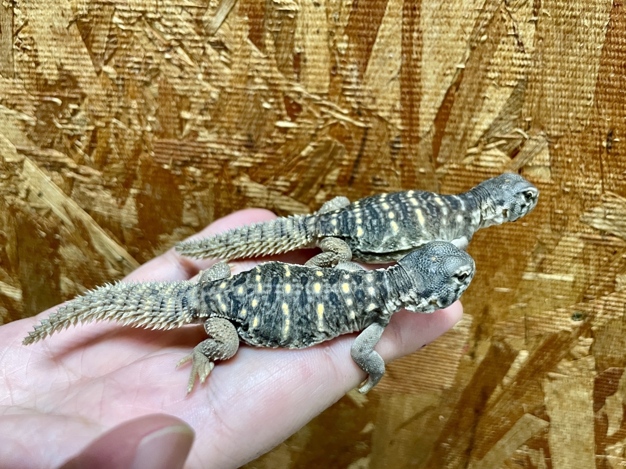 エジプトトゲオアガマ(3)