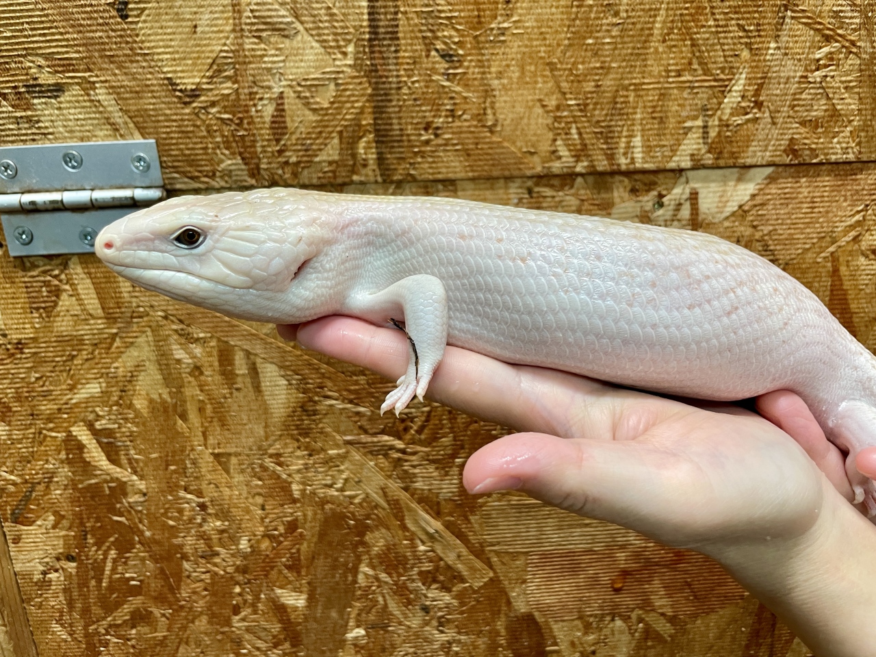キタアオジタトカゲ（スーパーハイポ）(6)