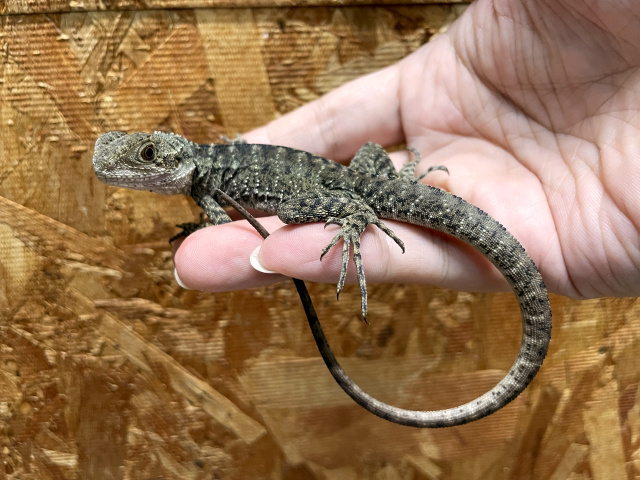 ヒガシウォータードラゴン