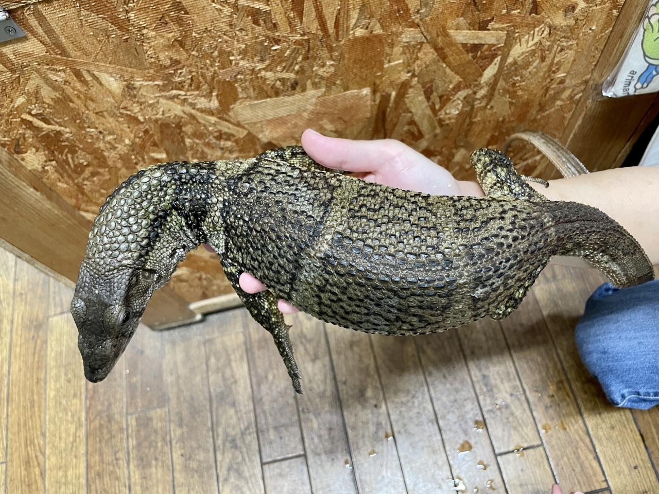 デュメリルモニター(3)