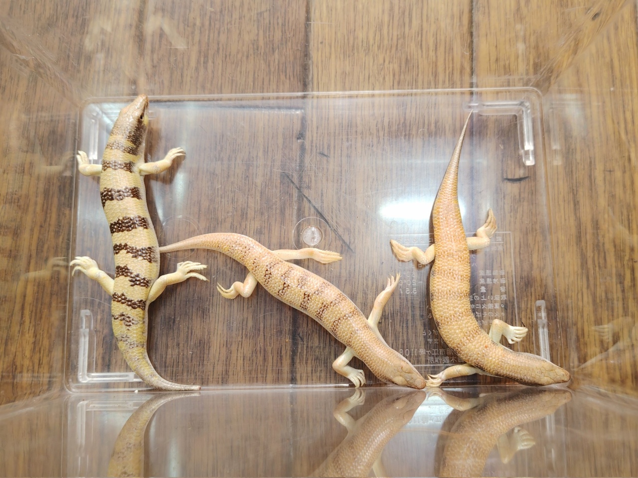 サンドフィッシュ(1)