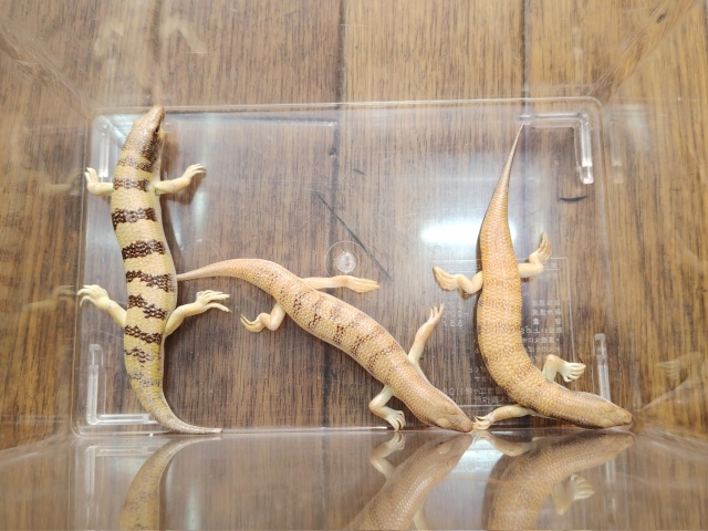 サンドフィッシュ