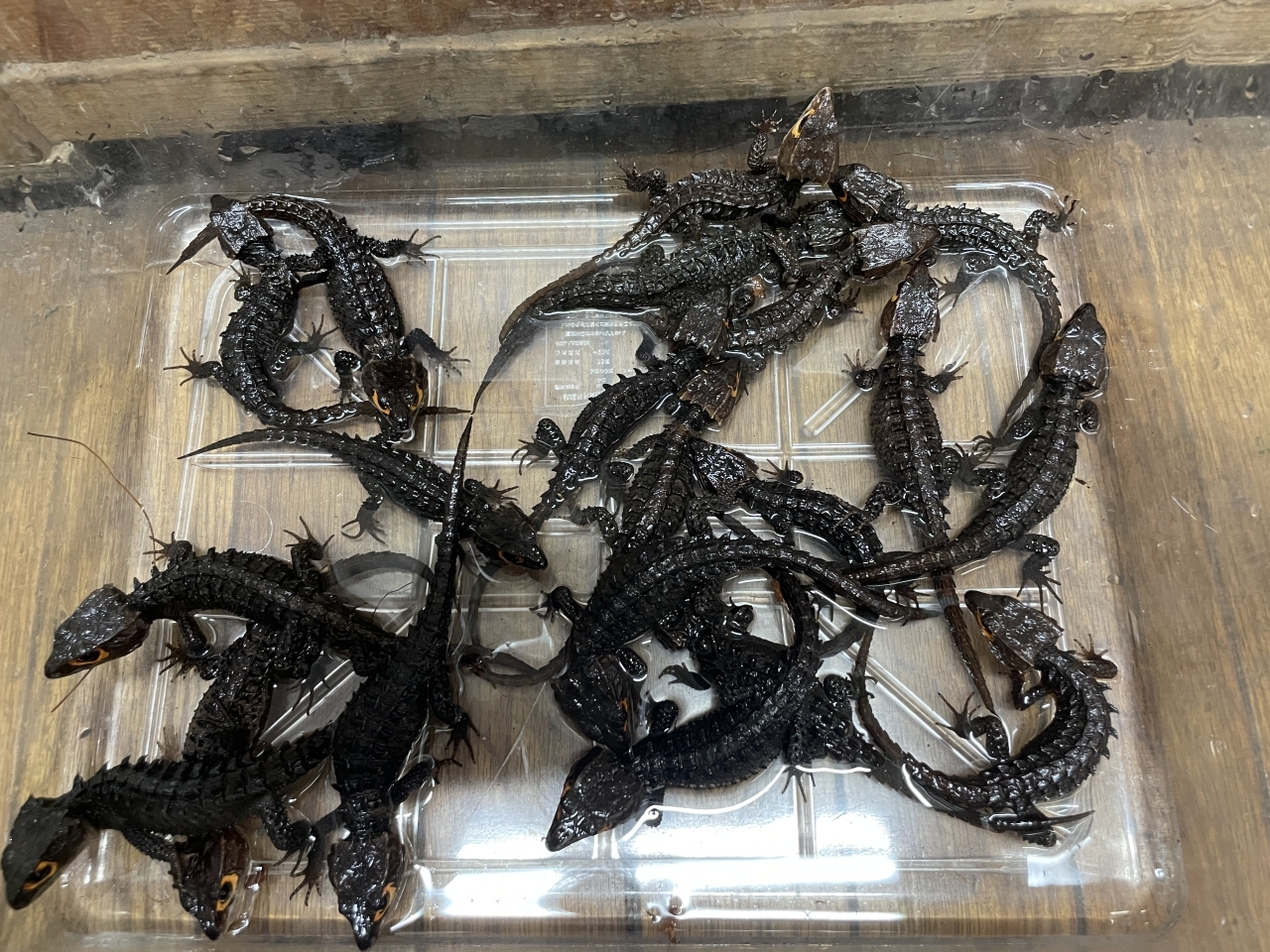 アカメカブトトカゲ(4)