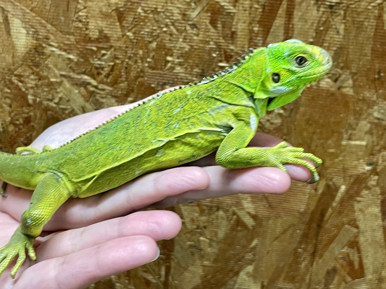 レッサーアンティルイグアナ(3)