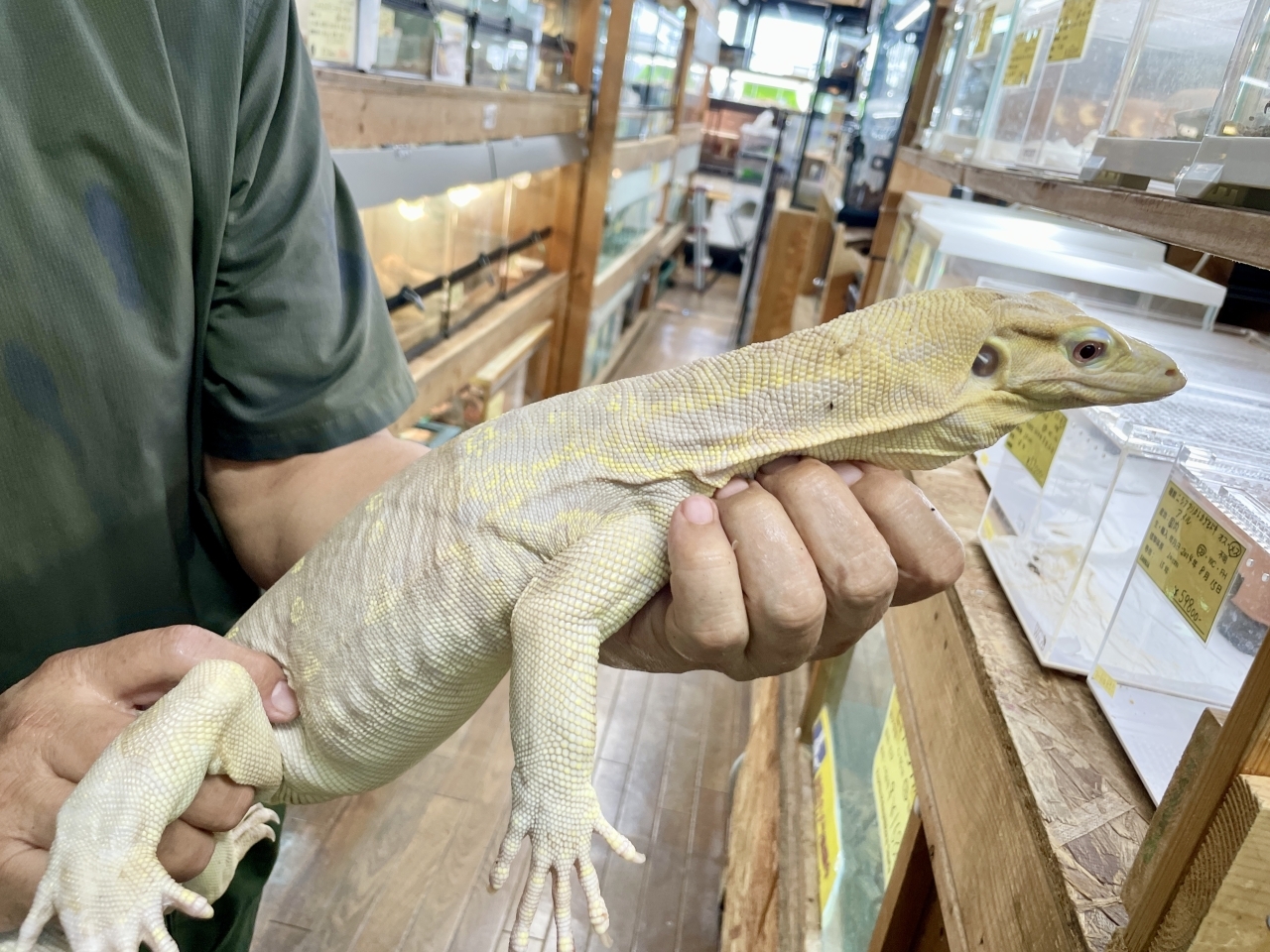 サルバトールモニター（T+アルビノ）(2)