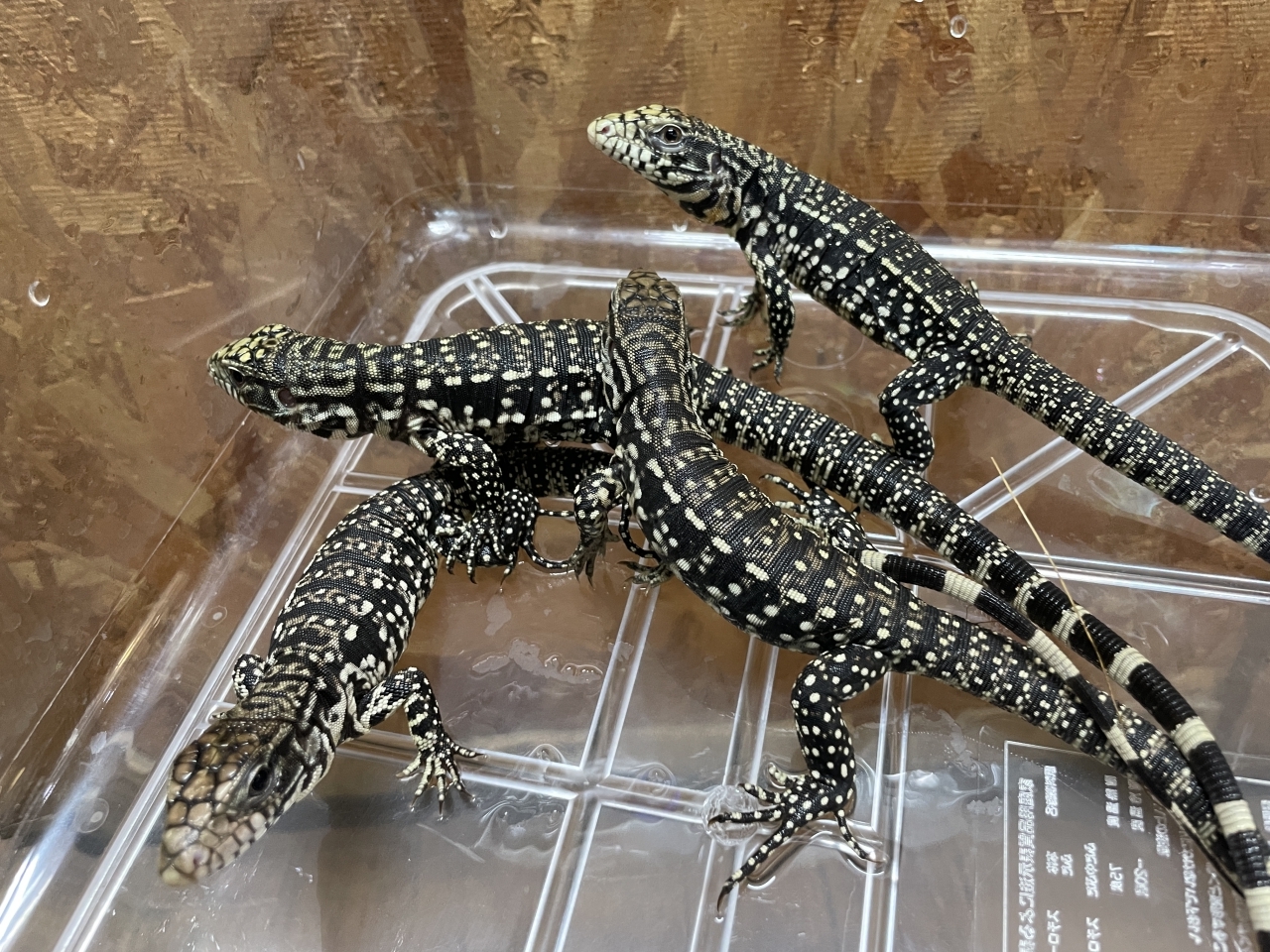 アルゼンチンブラックアンドホワイトテグー(4)