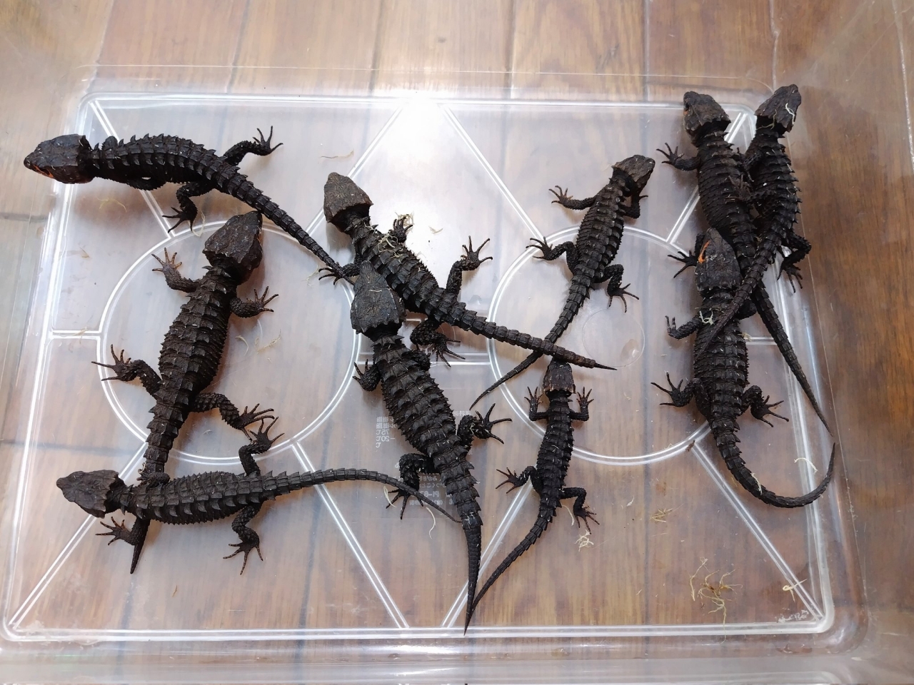 アカメカブトトカゲ(2)