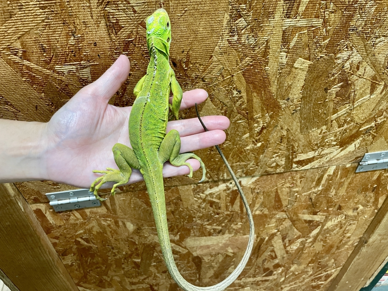 レッサーアンティルイグアナ(6)