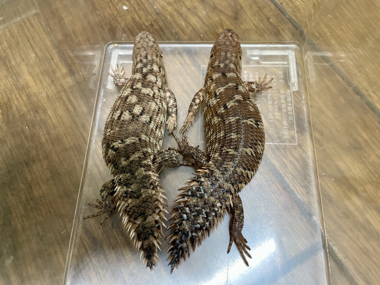 ストケスイワトカゲ（バディア）(1)