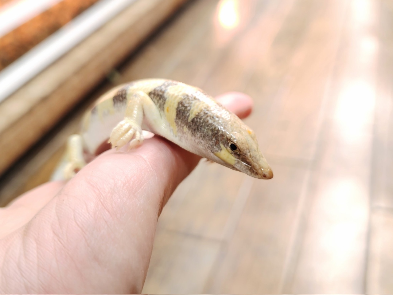 サンドフィッシュ(2)