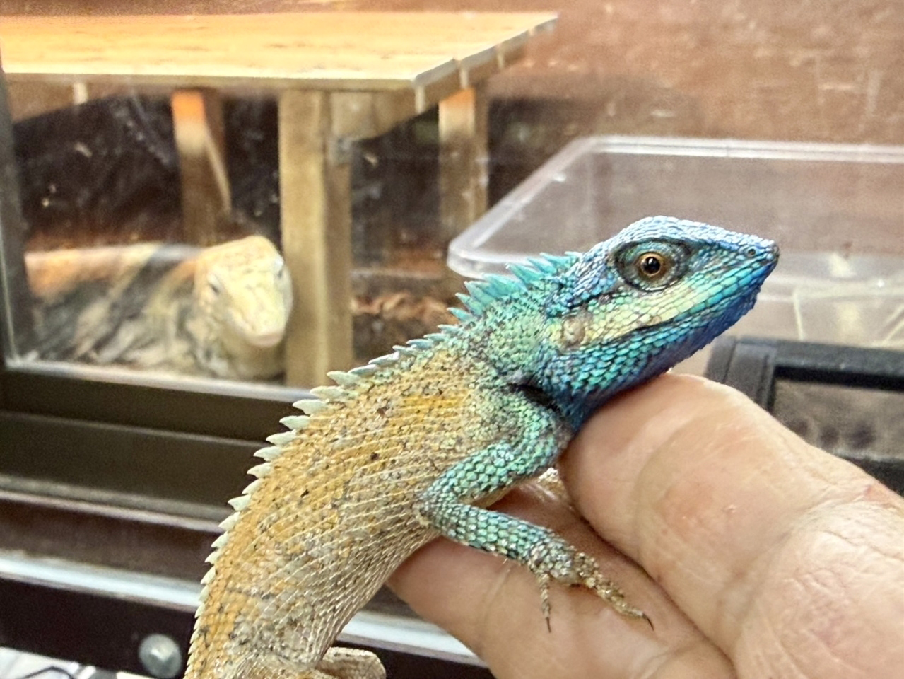 シロクチカロテス(2)