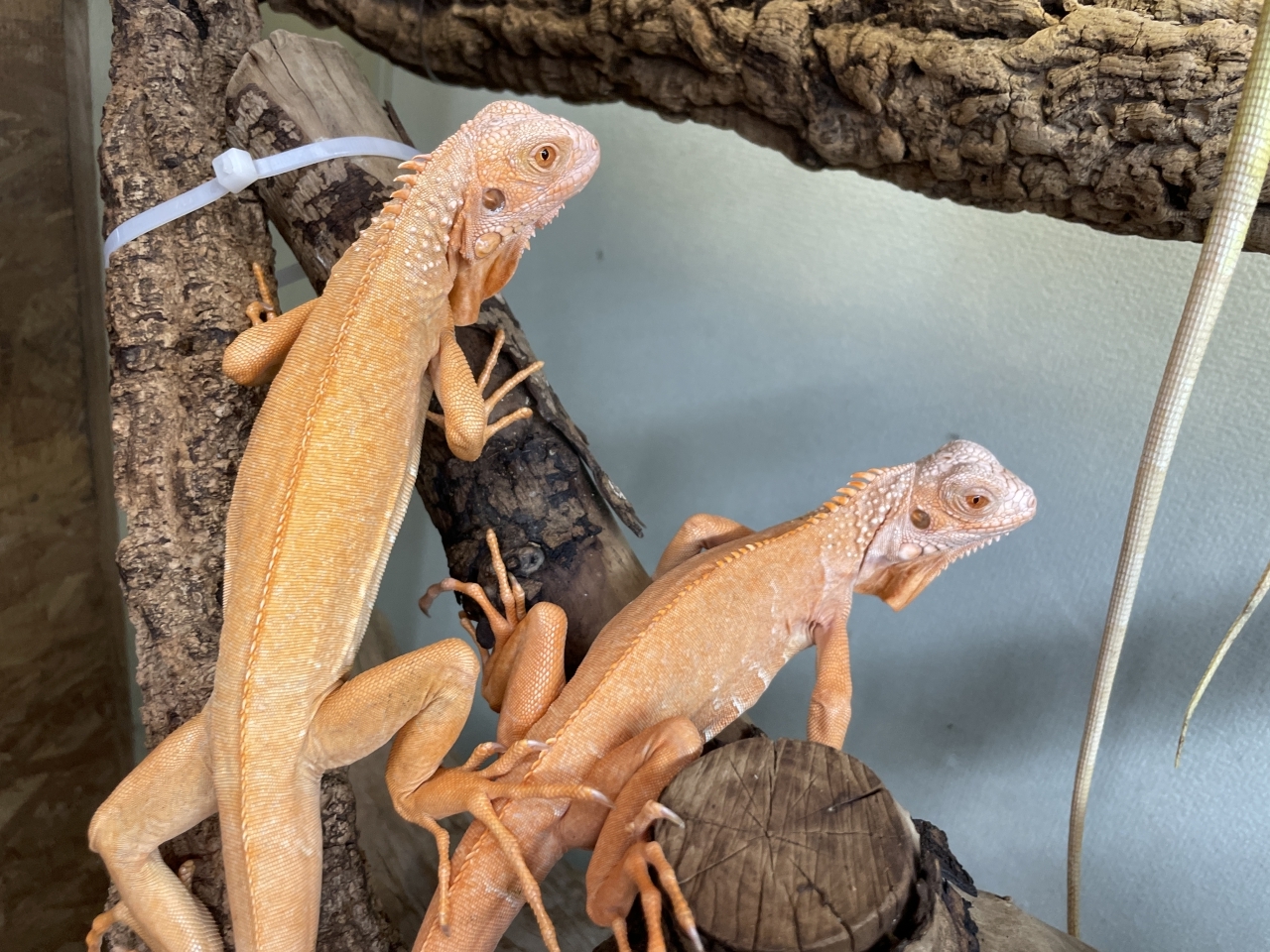 グリーンイグアナ（レッドアルビノ）(4)