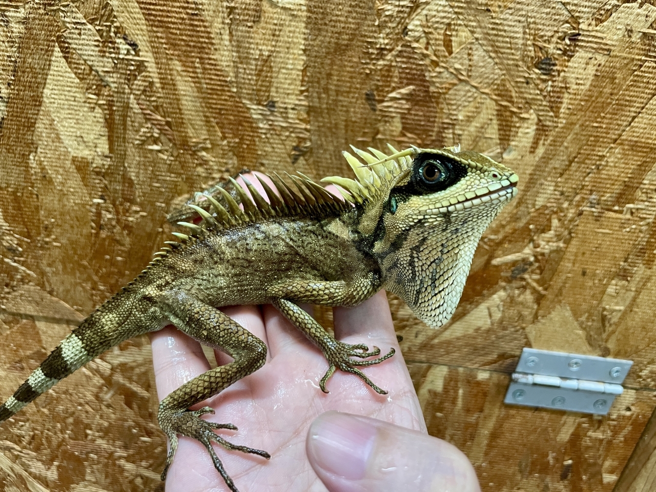 ナタリアクシトカゲ(4)