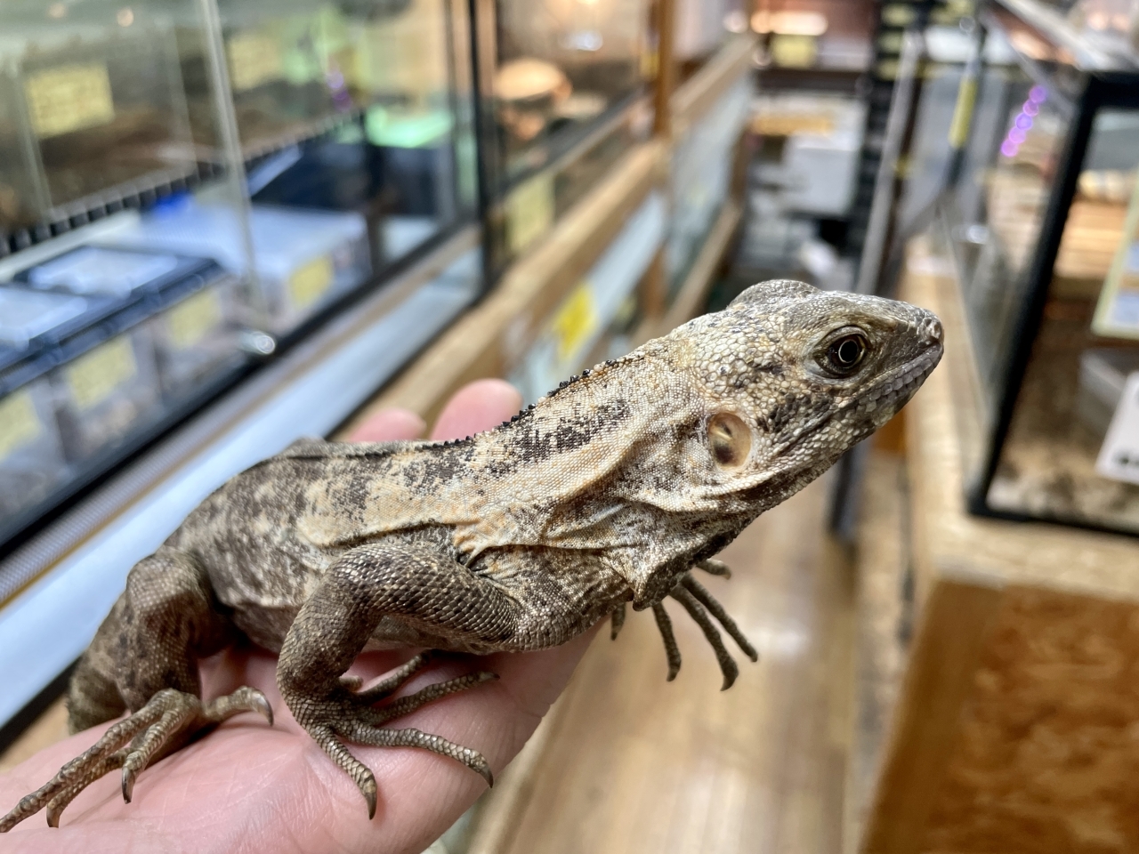 バナナスパイニーテールイグアナ（パンダパイド）(4)