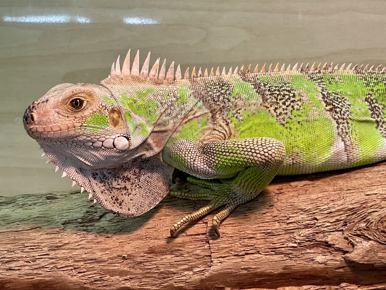 トバコホワイトゼブライグアナ(6)