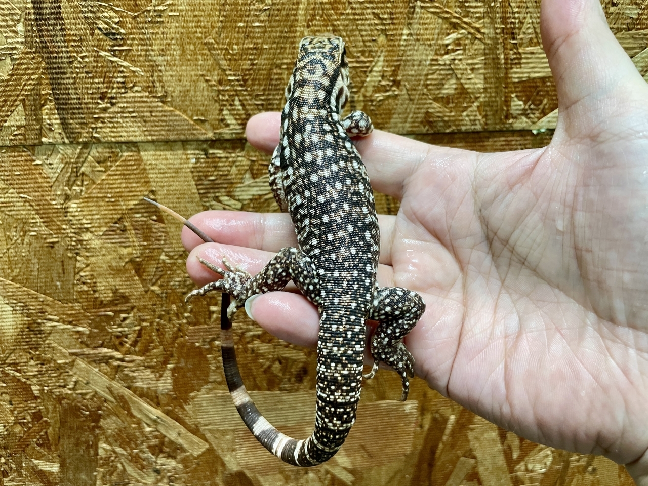 アルゼンチンレッドテグー(3)