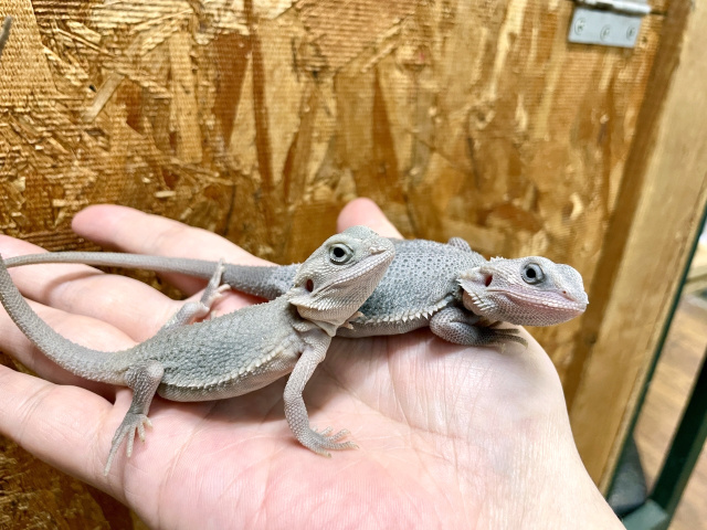 フトアゴヒゲトカゲ（ハイポトランスゼロ）