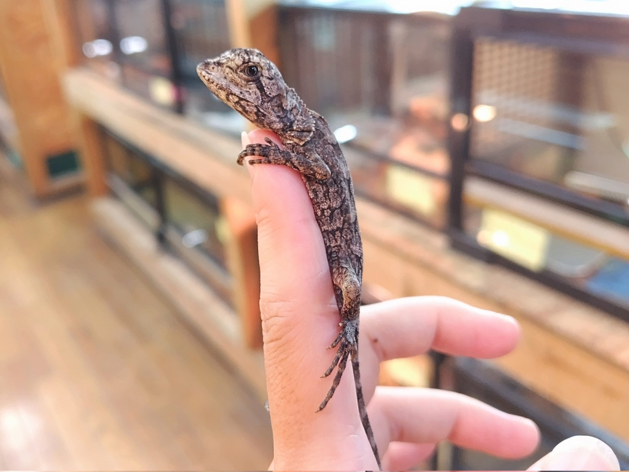 エリマキトカゲ(1)