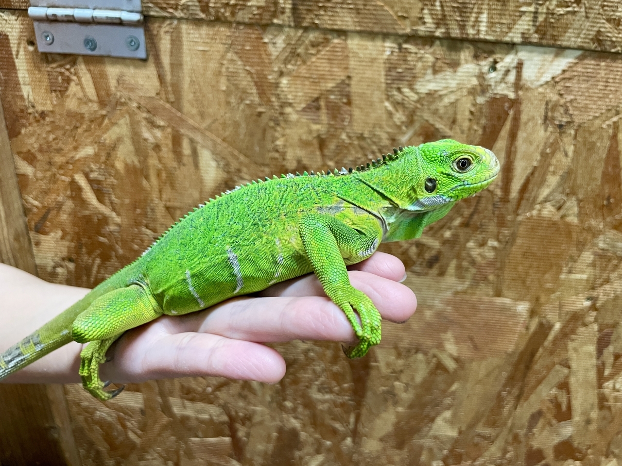 レッサーアンティルイグアナ(3)